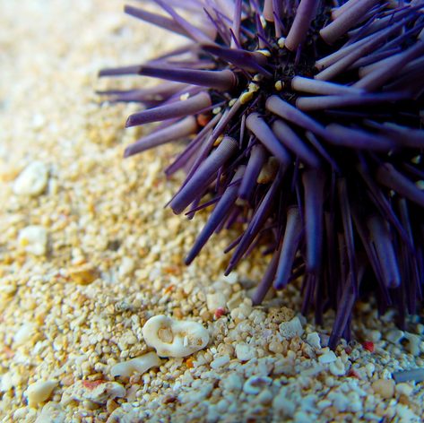Purple sea urchin on the beach 