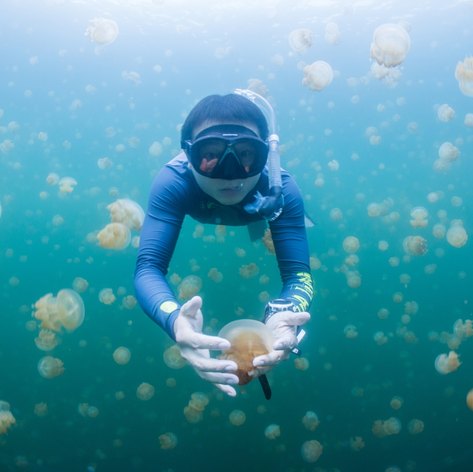 Diver trying to catch the jellyfish
