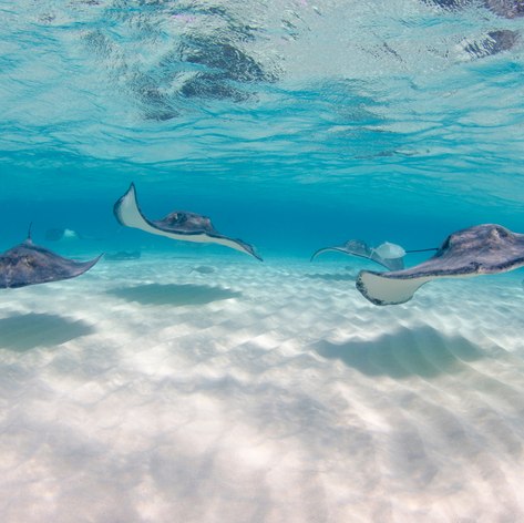 Cayman Islands photo 39
