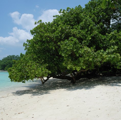 Vanuatu photo 8