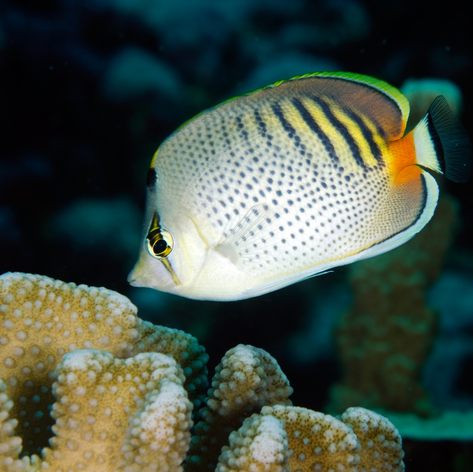 Fish with interesting color pattern and coral reef