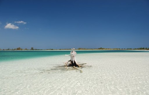 The remains of a tree around Cayo Romano