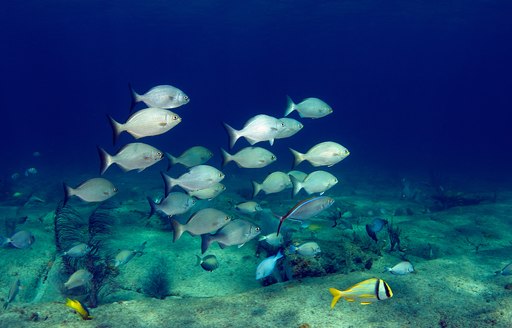 colourful tropical fish in crystal clear waters of Bermuda