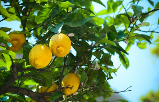 Lemon tree growing on Italian island of Sardinia