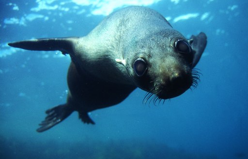 Fur Seal underwater in New Zealand