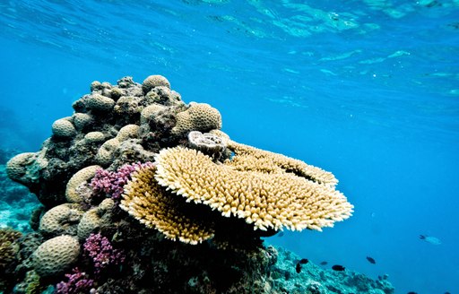 beautiful coral in the waters of the Great Barrier Reef, Australia