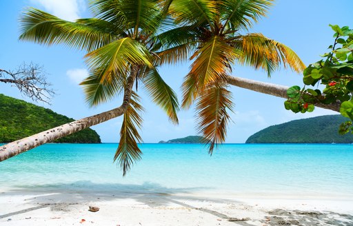 Sandy beach and two palm trees