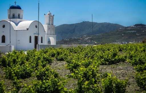 tightly bunched vines grow in a vineyard in Santorini, Greece