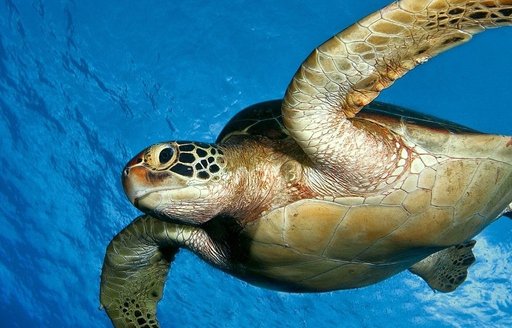 Tahiti - Tahiti Lagoon Paradise turtle