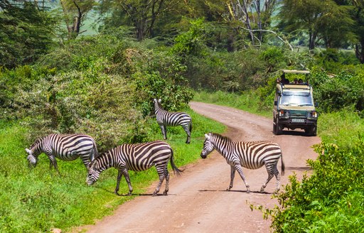 Zebras on safari in Tanzania, Africa