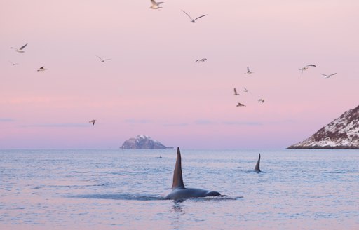 whales in norway at sunset