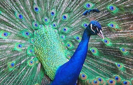 Barbados Wildlife Reserve peacock