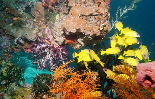 The colorful underwater realms of Raja Ampat, Papua Indonesia