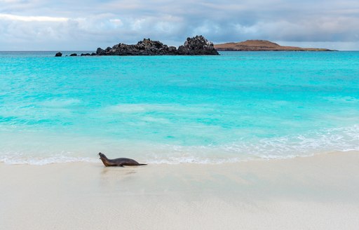 Gardner Bay, Galapagos