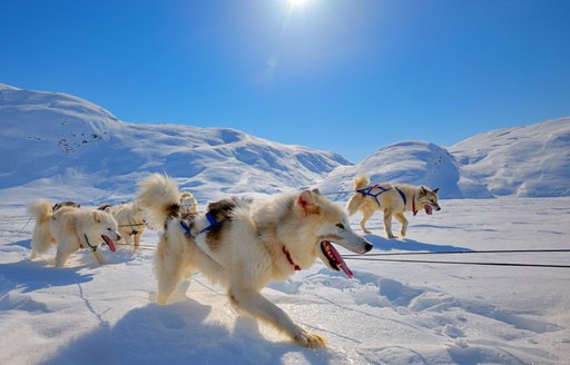 Dog sledging