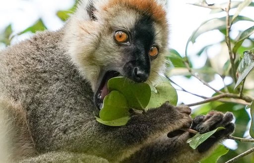 Ranomafana National Park Madagascar lemur