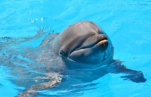 Dolphin in water