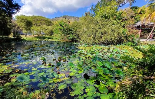 Jamaica - Hope Botanical Gardens lake