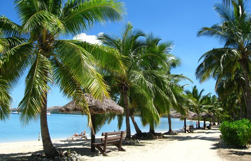 palm tree-lined beach in Fiji with white sand and clear blue sea