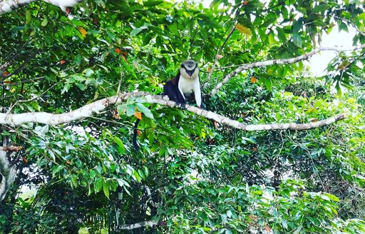 Grenada - Grand Étang National Park monkey
