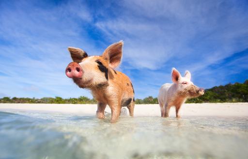 Two pigs in the water on a Bahamian island