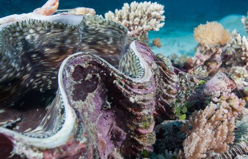 Large oyster shell in the Indian Ocean