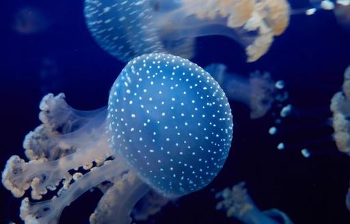 Oceanographic Museum of Monaco jellyfish