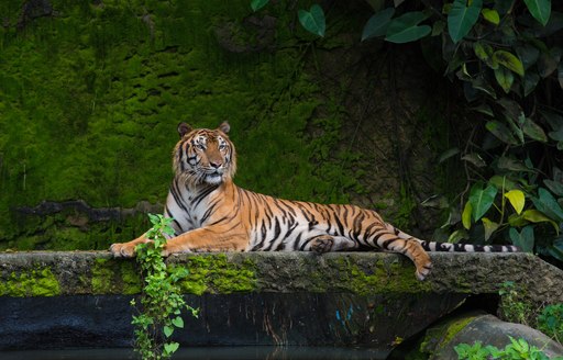 a tiger in a sanctuary looking at the visiting guests in thailand