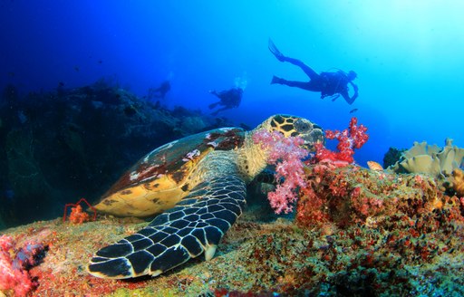 Scuba diver and sea turtle in the Caribbean sea