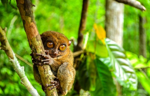 Wildlife in Thai rainforest