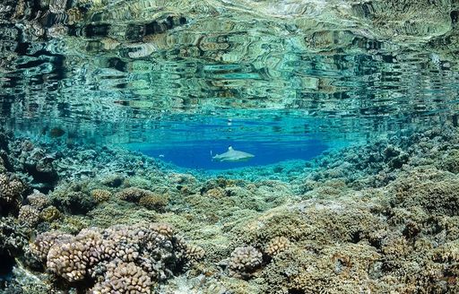 Fakarava French Polynesia coral, shark