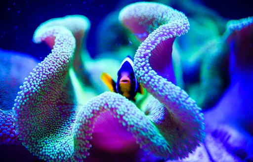 tropical fish in great barrier reef