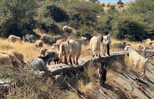 Goats in Llogara National Park
