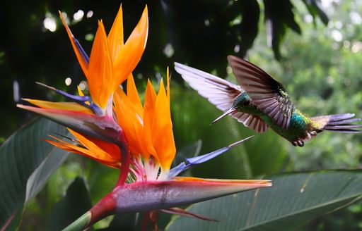 Close up of hummingbird flying