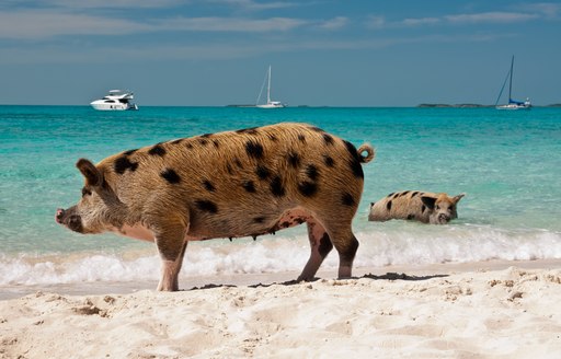 Pigs standing on Pig Beach in the Bahamas, with charter yachts at anchor in the azure sea