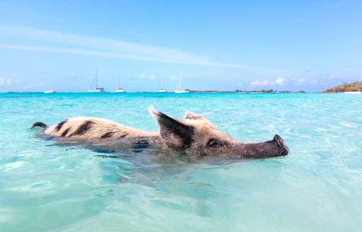 bahamas swimming pigs