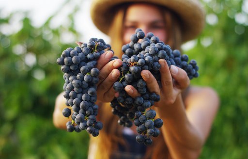 wine tasting grapes