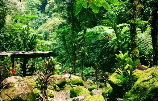 Gorges de la Falaise Martinique