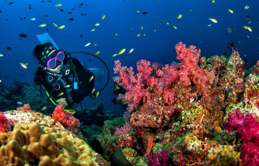 colorful coral during a scuba dive yacht charter