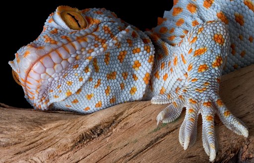 a close up of a tokay lizzard looking down on to a charterer who is currently visiting a lizard sanctuary while on their luxury yacht charter