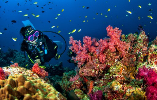 A charter guest diving among fish and coral in Thailand