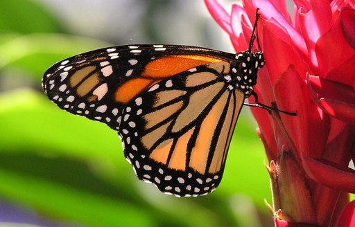 Butterfly Farm in St Martin, Caribbean