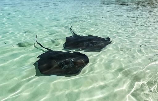 Abacos Islands Bahamas - Manjack Cay stingrays