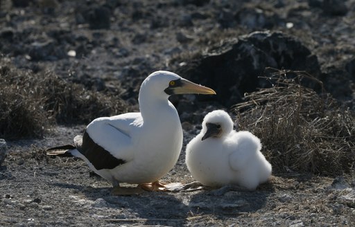 Two white fluffy birds on South Atlantic Islands 