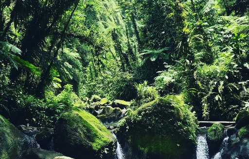 Gorges de la Falaise Martinique