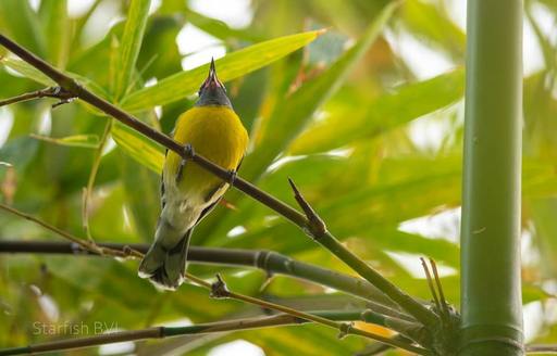 J.R. O'Neal Botanic Gardens Tortola bird