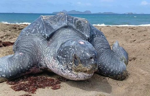 Grenada - Levera Beach leatherback turtle