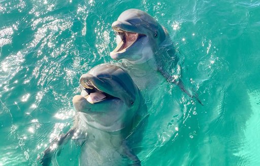 Coral World Ocean Park US Virgin Islands dolphins