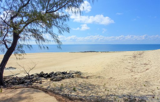 quiet sandy beach on thanda island, with footprints in the sand an ancient tree in forgeound