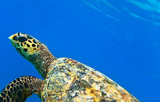 turtle swimming in the crystal clear waters of the South Pacific